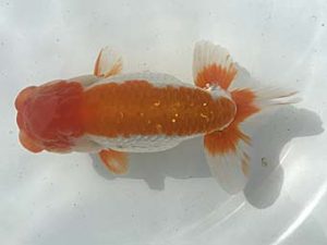 若葉会　東大関　大久保敏男