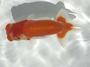 若葉会　西大関　金　成年