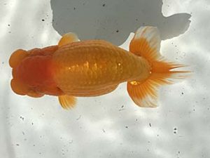 若葉会　立行司　杉浦久敏