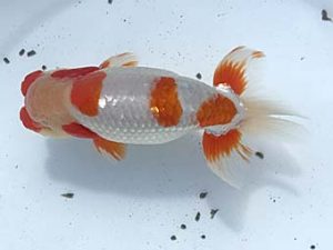 若葉会　取締二　浅井雄司