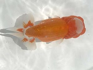 若葉会　東大関　古川伸二