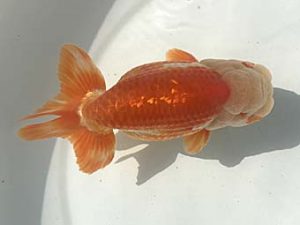 若葉会　西大関　金　成年