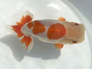 若葉会　立行司　岡田正三