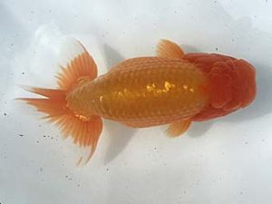 若葉会　 取締一　岡田正三