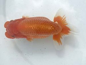 若葉会　取締二　金　成年