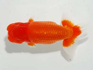 焼津らんちう会品評大会兼静岡県支部品評大会　東大関　鈴木和也　沼津市