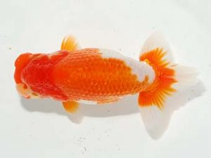 焼津らんちう会品評大会兼静岡県支部品評大会 東勧進元　影山昌弘　静岡市