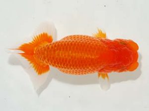 焼津らんちう会品評大会兼静岡県支部品評大会 西勧進元　曽根　修　島田市