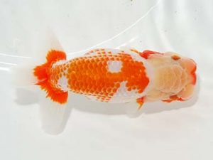 焼津らんちう会品評大会兼静岡県支部品評大会 行司二　大村瀧次　三島市