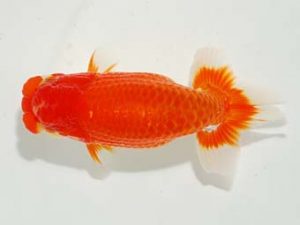 焼津らんちう会品評大会兼静岡県支部品評大会 行司三　山下聖吾　焼津市