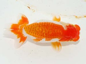 焼津らんちう会品評大会兼静岡県支部品評大会 東脇行司　吉田晋伍　焼津市