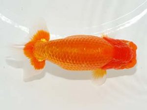 焼津らんちう会品評大会兼静岡県支部品評大会 西脇行司　加藤浩一郎　沼津市