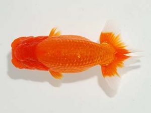 焼津らんちう会品評大会兼静岡県支部品評大会　西大関　加藤浩一郎　沼津市