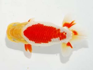 焼津らんちう会品評大会兼静岡県支部品評大会　立行司　平野睦二　浜松市