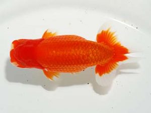 焼津らんちう会品評大会兼静岡県支部品評大会　東取締　鈴木和也　沼津市