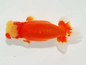 焼津らんちう会品評大会兼静岡県支部品評大会　西取締　小澤忠幸　沼津市