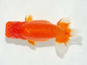 焼津らんちう会品評大会兼静岡県支部品評大会 東関脇　小泉雅久　焼津市