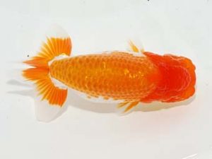 焼津らんちう会品評大会兼静岡県支部品評大会 西関脇　横山甲子男　藤枝市