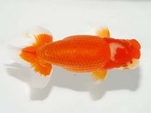 焼津らんちう会品評大会兼静岡県支部品評大会 東小結　御手洗逸夫　三島市