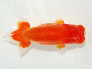 焼津らんちう会品評大会兼静岡県支部品評大会 西小結　山下聖吾　焼津市