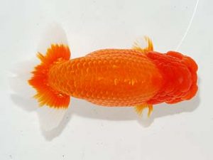 焼津らんちう会品評大会兼静岡県支部品評大会　東大関　海野貴史　静岡市