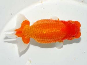 焼津らんちう会品評大会兼静岡県支部品評大会　西大関　吉田晋伍　焼津市