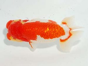 焼津らんちう会品評大会兼静岡県支部品評大会　立行司　鈴木正義　静岡市