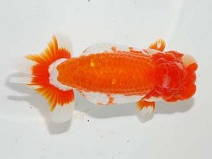 焼津らんちう会品評大会兼静岡県支部品評大会　東取締　松田力三　浜松