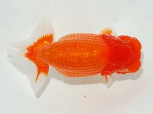 焼津らんちう会品評大会兼静岡県支部品評大会　西取締　北川浩三　島田市