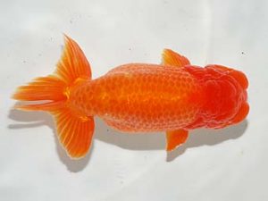 焼津らんちう会品評大会兼静岡県支部品評大会　東大関　横山甲子男　藤枝市