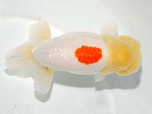 焼津らんちう会品評大会兼静岡県支部品評大会　西大関　村上誠明　静岡市