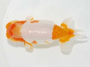 焼津らんちう会品評大会兼静岡県支部品評大会　立行司　川口久男　清水町