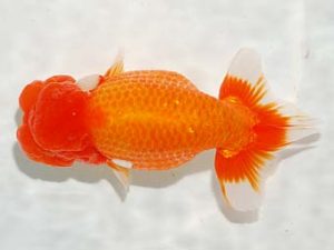 焼津らんちう会品評大会兼静岡県支部品評大会　東取締　北川浩三　島田市