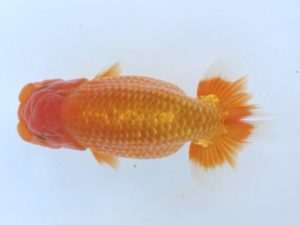 優らん会　東大関　寺越良市　小松市