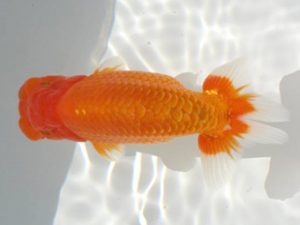 優らん会　立行司　藤田和久　敦賀市