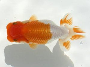 優らん会　東取締　宮田清志　舞鶴市