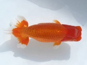 優らん会　西取締　磯村則之　知多郡武豊町