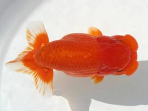 優らん会　西大関　岡田正晴　敦賀市