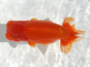 優らん会　立行司　岡田正晴　敦賀市