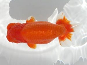 優らん会　東取締　北川六男　彦根市