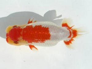 優らん会　西取締　熊崎次郎　敦賀市