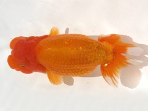 優らん会　東大関　今井佐登史　岸和田市