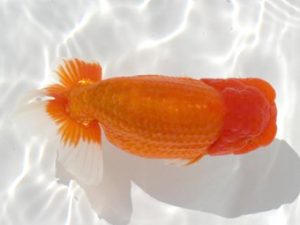 優らん会　西大関　寺越良市　小松市