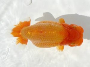 優らん会　立行司　藤田和久　敦賀市