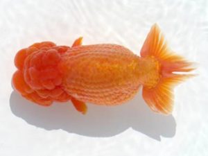 優らん会　東取締　石田　昇　与謝野郡与謝野町