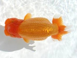 優らん会　西取締　藤田和久　敦賀市