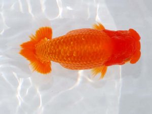 日らん 御手洗逸夫　静岡