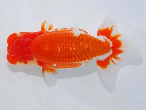 日らん　藤野　武　香川