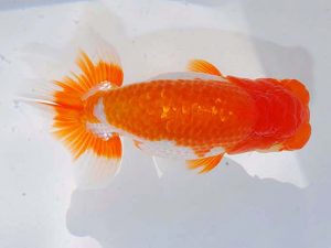 日らん　松本茂夫　和歌山