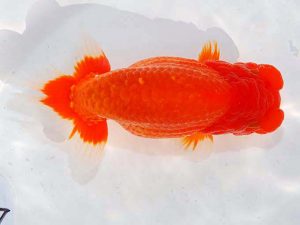 日らん 笠松　理　和歌山